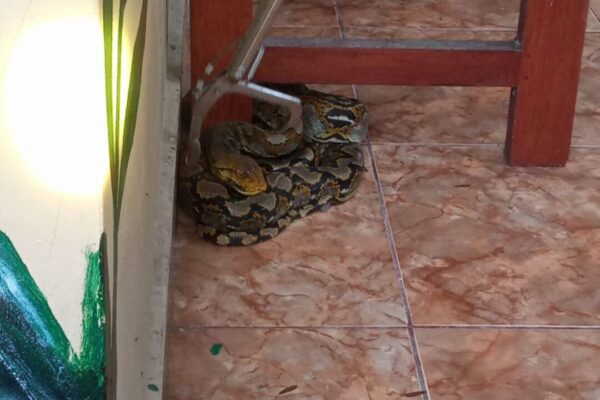 Lagi, Ular Piton Masuki Areal Rumah Warga Jembrana