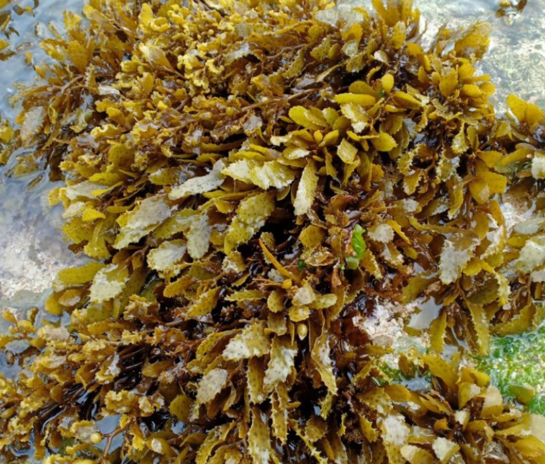 Sampah Laut menjadi Berkah, Nelayan Desa Perancak Bali Kini Mengais Rezeki dari Sargassum