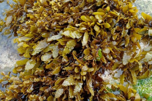 Sampah Laut menjadi Berkah, Nelayan Desa Perancak Bali Kini Mengais Rezeki dari Sargassum