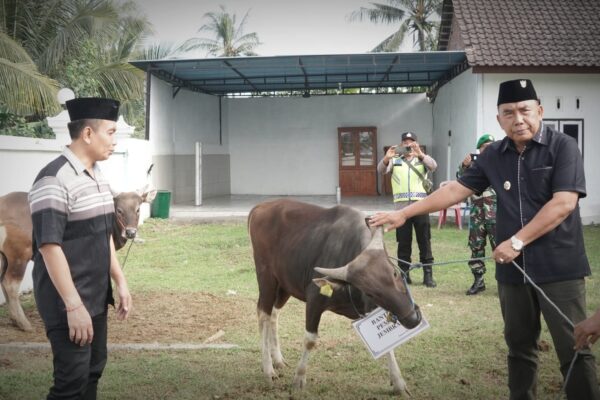 Pemkab Jembrana Serahkan Bantuan Hewan Kurban Idul Adha Ke 34 Masjid