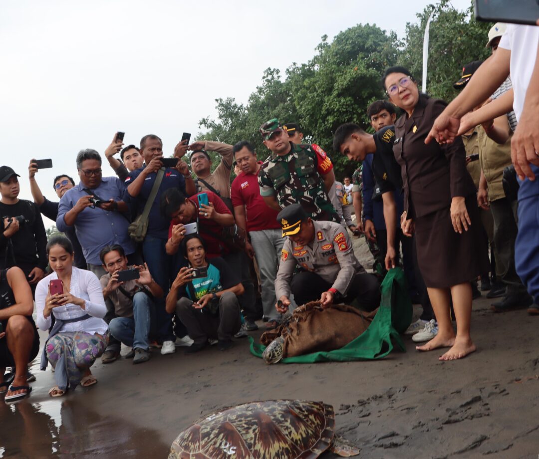 BKSDA Bali Beri Penghargaan Polres Jembrana, 19 Penyu Hijau Dilepas Liarkan