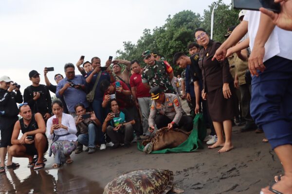 BKSDA Bali Beri Penghargaan Polres Jembrana, 19 Penyu Hijau Dilepas Liarkan