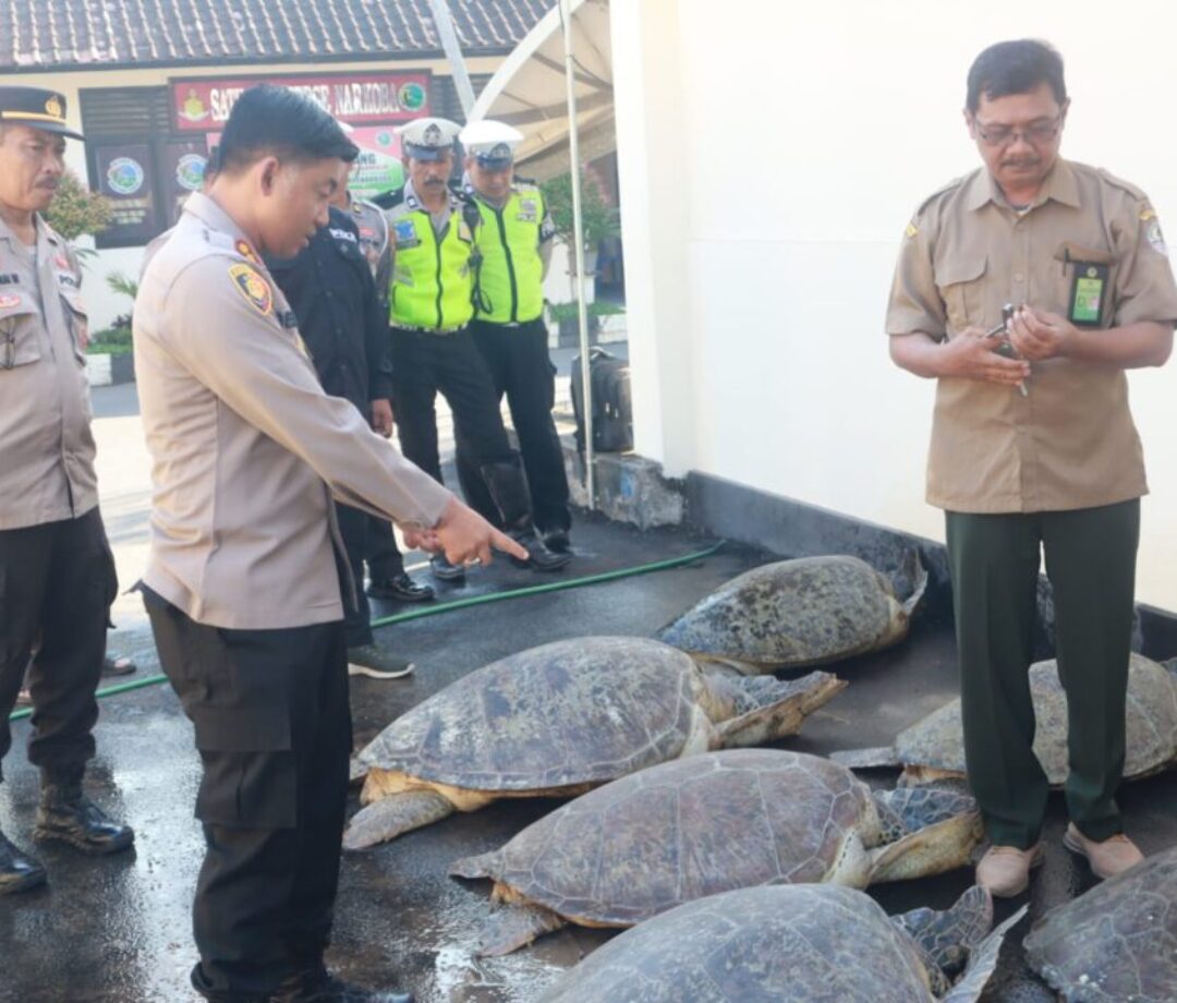 Polres Jembrana Jaring Penyelundup Penyu Hijau