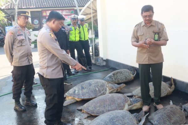 Polres Jembrana Jaring Penyelundup Penyu Hijau