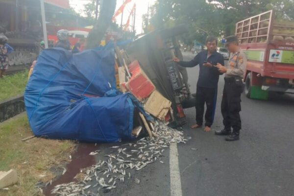 Karena Pecah Ban, Pikup Muat Ikan OC Dan Terbalik