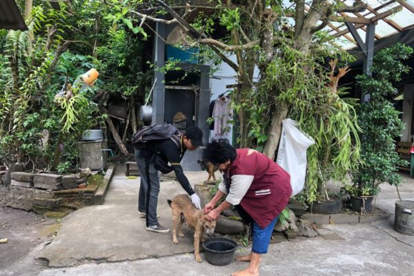 Buntut Serangan Anjing Rabies di Jembrana, Vaksinasi Darurat Dilakukan