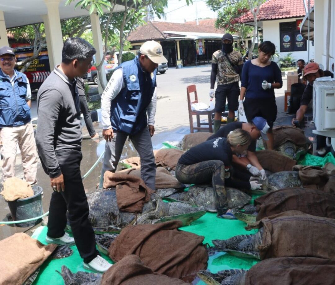 Polres Jembrana Berhasil Gagalkan Penyelundupan Satwa, 19 Penyu Hijau Diamankan