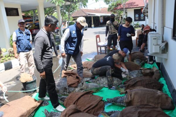 Polres Jembrana Berhasil Gagalkan Penyelundupan Satwa, 19 Penyu Hijau Diamankan