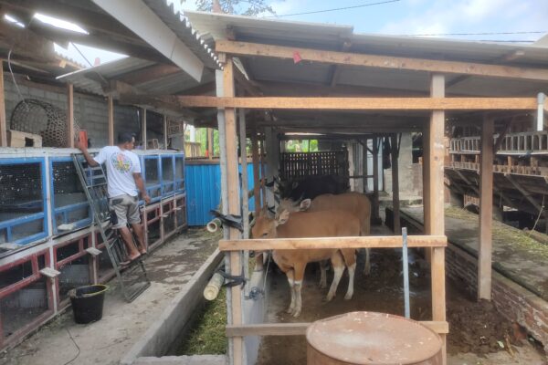 Menjelang Idul Adha Permintaan Hewan Kurban Meningkat, Stock Aman