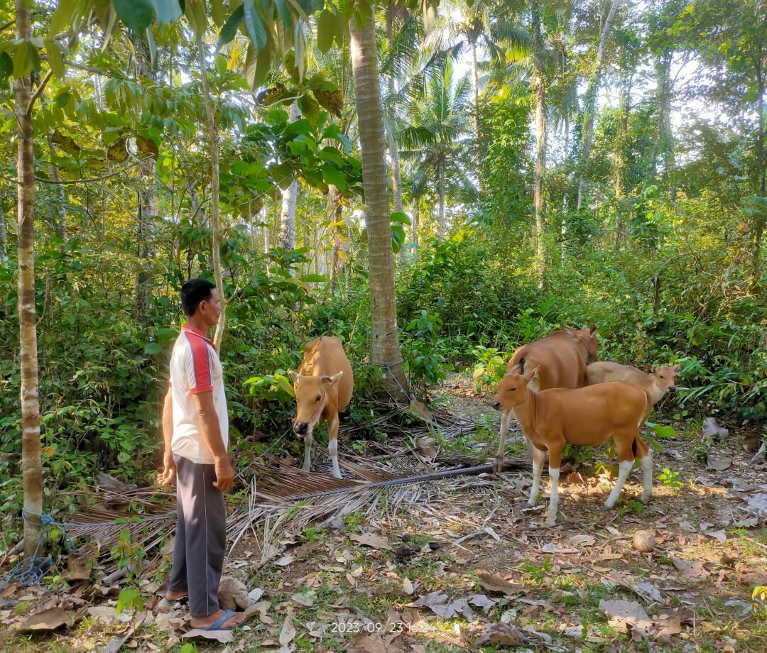 Ajaib, 4 Sapi yang Sebelumnya Menghilang di Jembrana Ditemukan