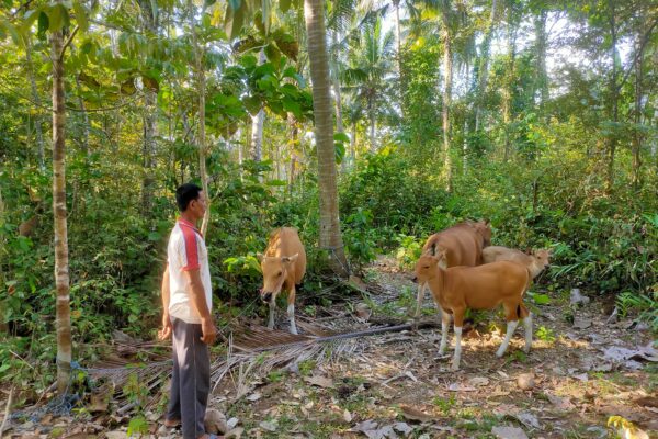 Ajaib, 4 Sapi yang Sebelumnya Menghilang di Jembrana Ditemukan