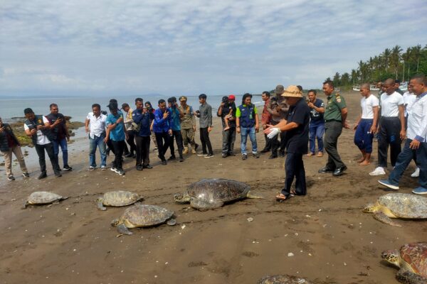 19 Penyu yang akan di Selundupkan Akhirnya Dilepas Liarkan, Tamba Teriak “Gaspol” lindungi Penyu