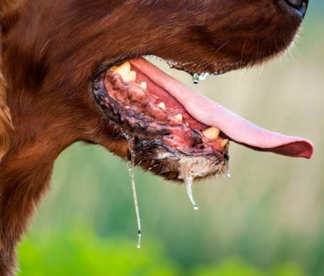 Kasus Rabies Turun di Jembrana