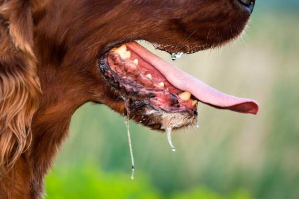 Kasus Rabies Turun di Jembrana